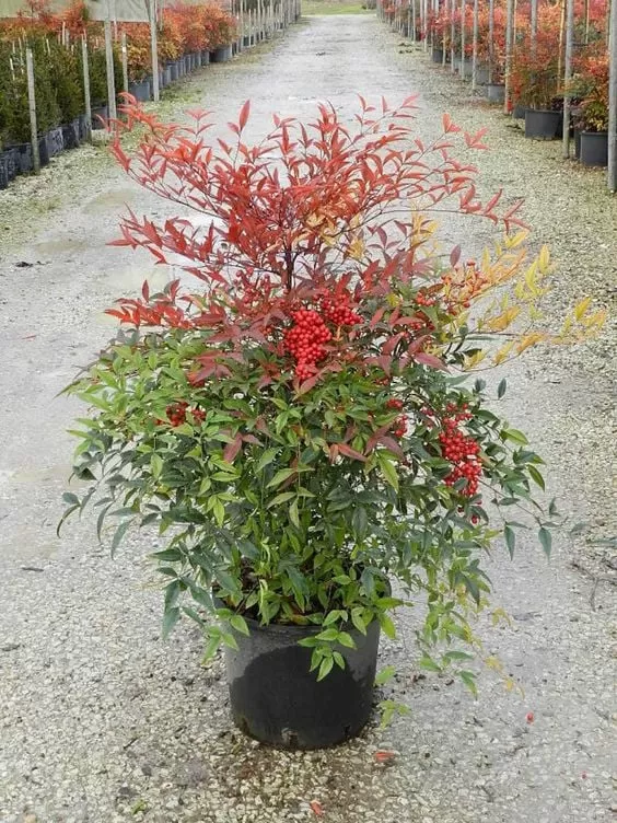 Nandina domestica-Cennet Bambusu