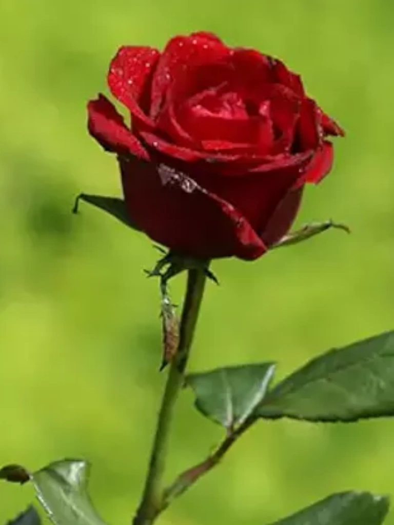 Rosaceae - Rosa - Gül