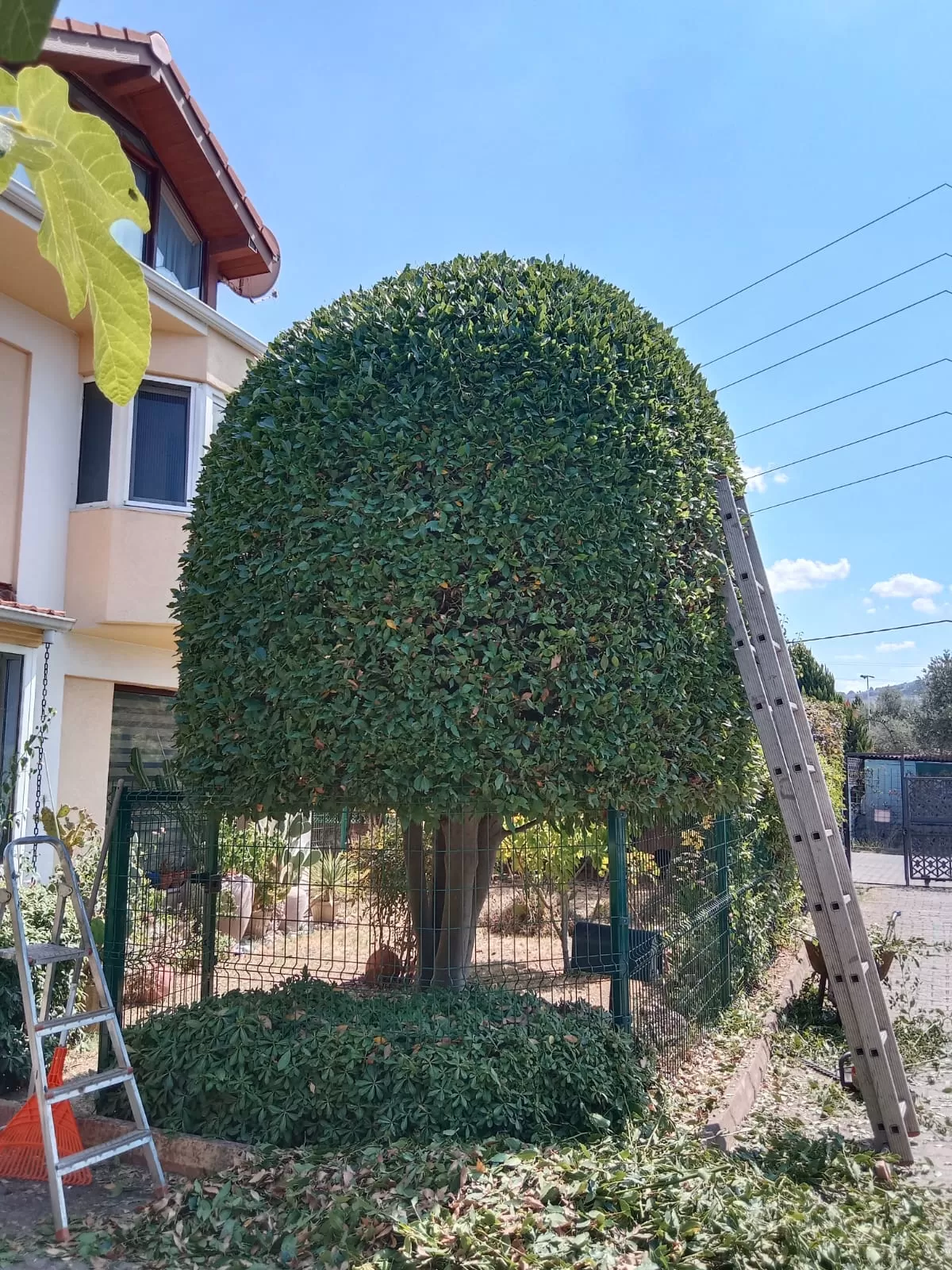 Topiary  uzmanı Bilal köse